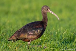 Glossy Ibis - The Hall of Einar - photograph (c) David Bailey (not the)
