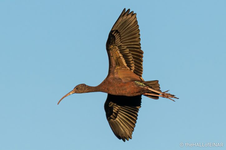 Glossy Ibis - The Hall of Einar - photograph (c) David Bailey (not the)