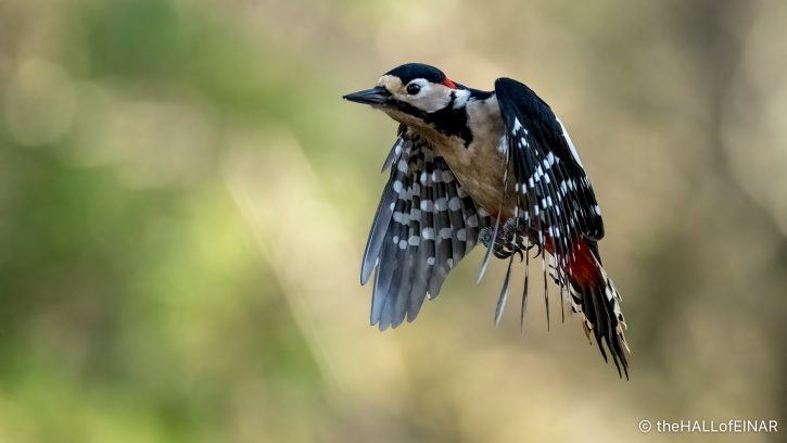 Great Spotted Woodpecker - The Hall of Einar - photograph (c) David Bailey (not the)