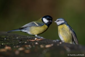Great Tit - The Hall of Einar - photograph (c) David Bailey (not the)
