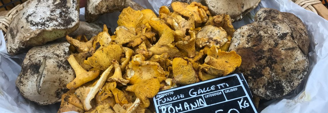 Rome Fungi - The Hall of Einar - photograph (c) David Bailey (not the)