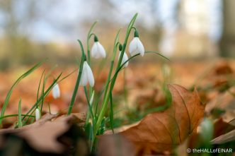 Snowdrops - The Hall of Einar - photograph (c) David Bailey (not the)