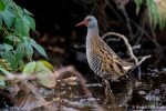 Water Rail - The Hall of Einar - photograph (c) David Bailey (not the)