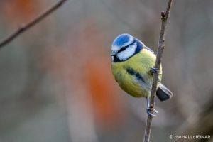 Blue Tit - The Hall of Einar - photograph (c) David Bailey (not the)