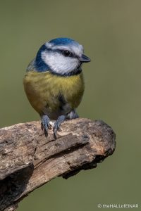 Blue Tit - The Hall of Einar - photograph (c) David Bailey (not the)