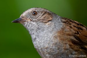 Dunnock - The Hall of Einar - photograph (c) David Bailey (not the)