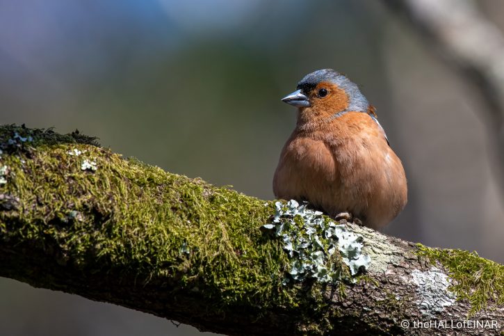 Male Chaffinch - The Hall of Einar - photograph (c) David Bailey (not the)