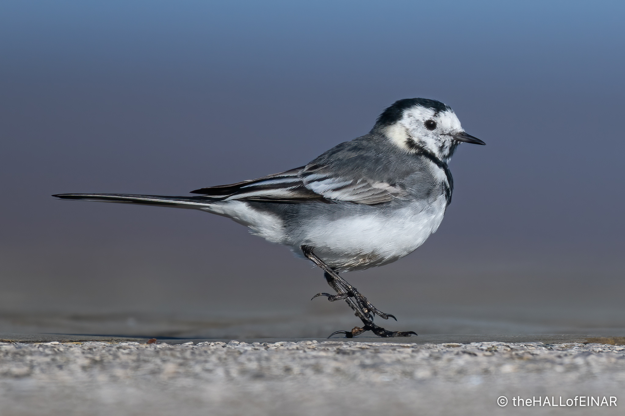 Pied Wagtail – David at the HALL of EINAR