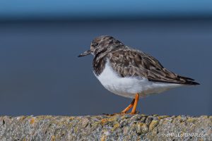 Ruddy Turnstone - The Hall of Einar - photograph (c) David Bailey (not the)