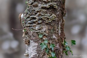 Treecreeper - The Hall of Einar - photograph (c) David Bailey (not the)