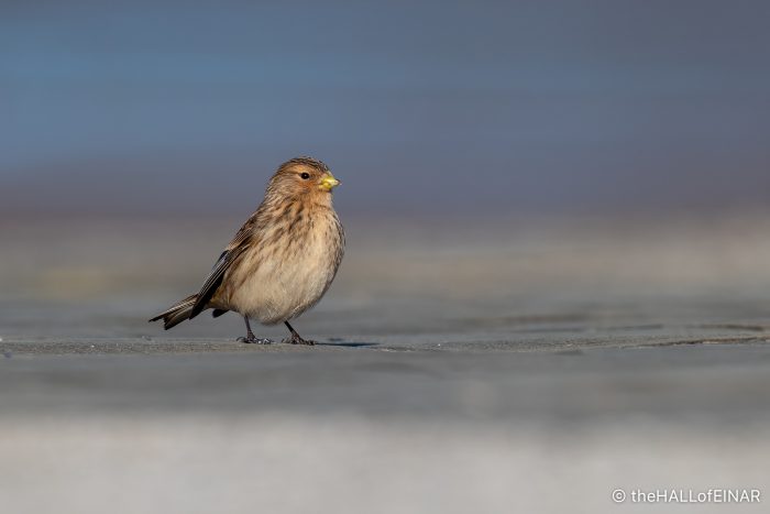 Twite - The Hall of Einar - photograph (c) David Bailey (not the)