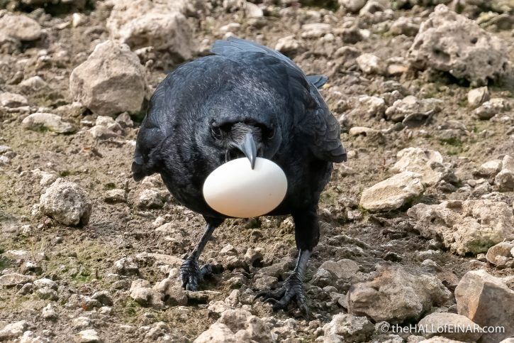 Carrion Crow with Egg - The Hall of Einar - photograph (c) David Bailey (not the)