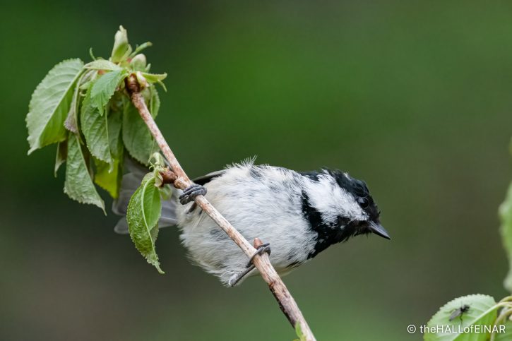 Coal Tit - The Hall of Einar - photograph (c) David Bailey (not the)