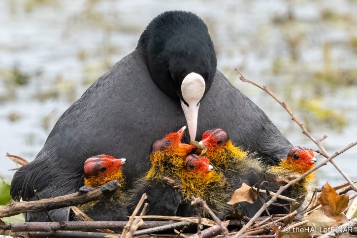 Coot Chicks - The Hall of Einar - photograph (c) David Bailey (not the)
