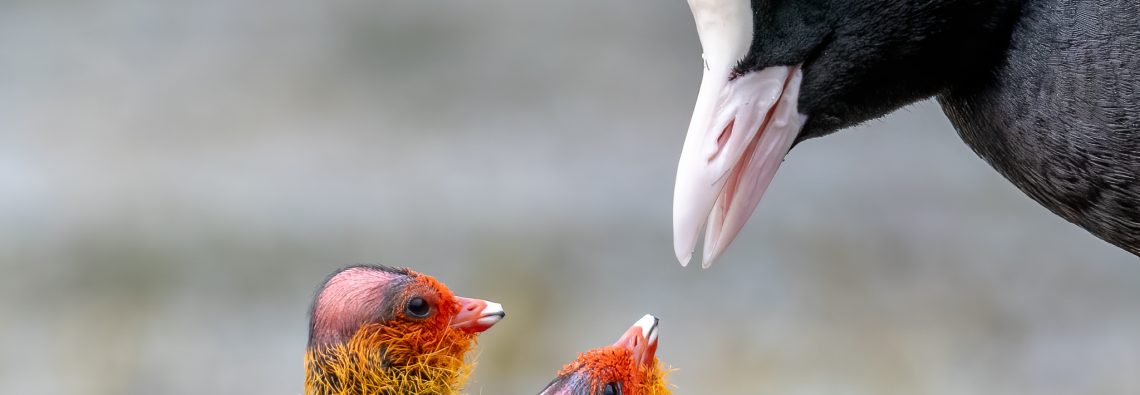 Coot Chicks - The Hall of Einar - photograph (c) David Bailey (not the)