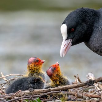 Coot Chicks - The Hall of Einar - photograph (c) David Bailey (not the)