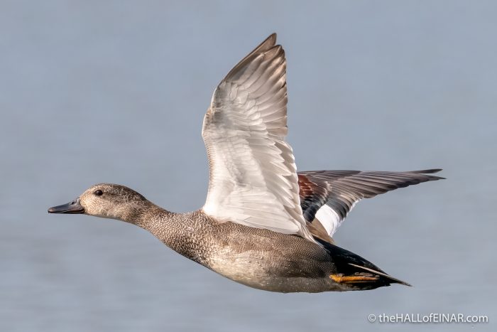 Gadwall - The Hall of Einar - photograph (c) David Bailey (not the)