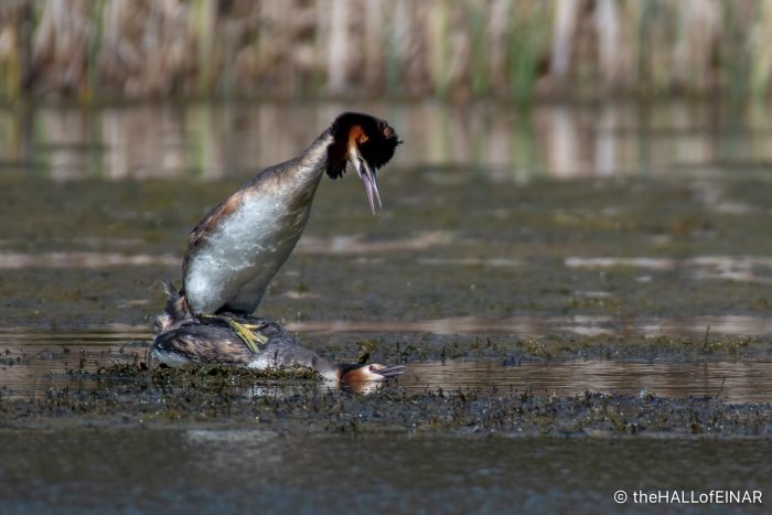 Great Crested Grebe - The Hall of Einar - photograph (c) David Bailey (not the)