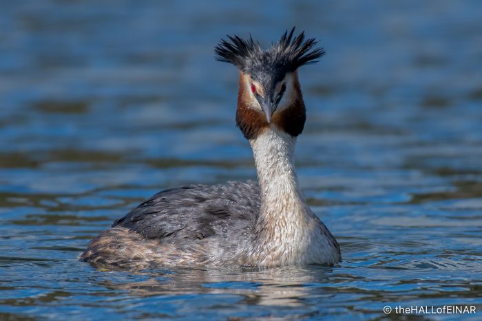 Great Crested Grebe - The Hall of Einar - photograph (c) David Bailey (not the)