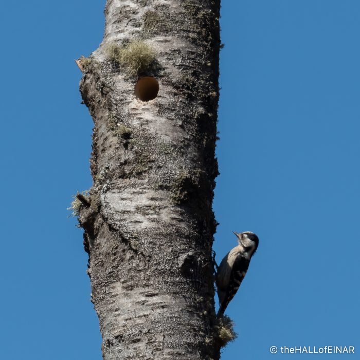Lesser Spotted Woodpecker - The Hall of Einar - photograph (c) David Bailey (not the)