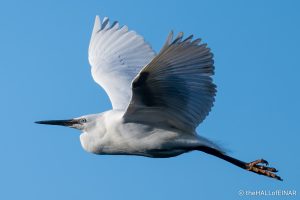 Little Egret - The Hall of Einar - photograph (c) David Bailey (not the)