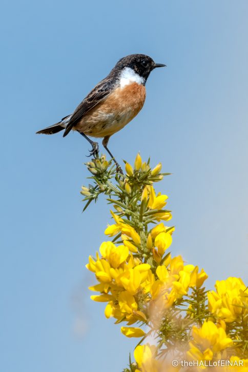 Male Stonechat - The Hall of Einar - photograph (c) David Bailey (not the)