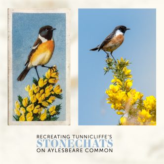 Recreating Tunnicliffe's Stonechats