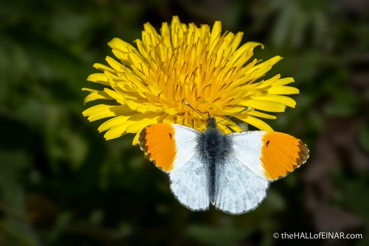 Orange Tip White Butterfly - The Hall of Einar - photograph (c) David Bailey (not the)