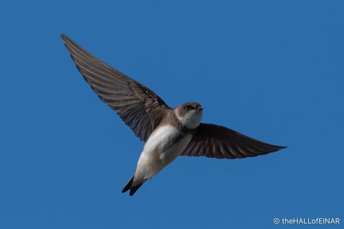 Sand Martins - The Hall of Einar - photograph (c) David Bailey (not the)