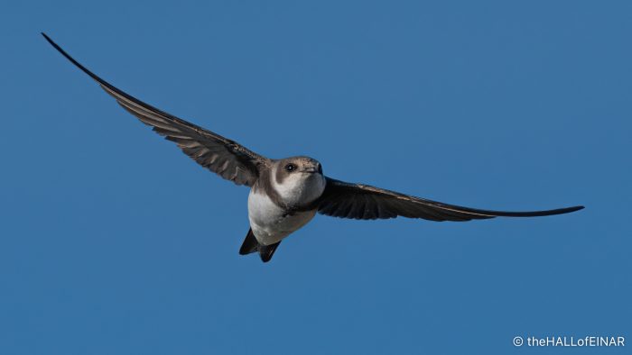 Sand Martins - The Hall of Einar - photograph (c) David Bailey (not the)