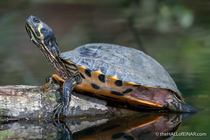 Yellow Bellied Slider David At The HALL Of EINAR