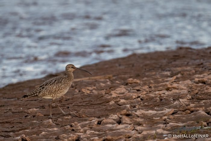 Whimbrel - The Hall of Einar - photograph (c) David Bailey (not the)