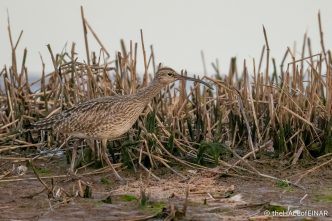 Whimbrel - The Hall of Einar - photograph (c) David Bailey (not the)