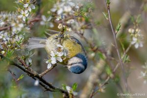 Blue Tit - The Hall of Einar - photograph (c) David Bailey (not the)