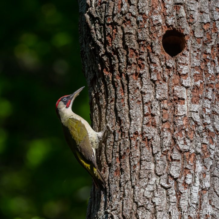 Green Woodpecker - The Hall of Einar - photograph (c) David Bailey (not the)