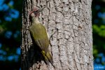 Green Woodpecker - The Hall of Einar - photograph (c) David Bailey (not the)
