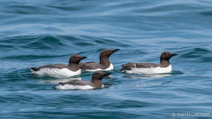 Guillemots - The Hall of Einar - photograph (c) David Bailey (not the)