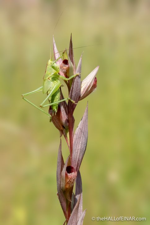 Bush Cricket on Orchid - The Hall of Einar - photograph (c) David Bailey (not the)