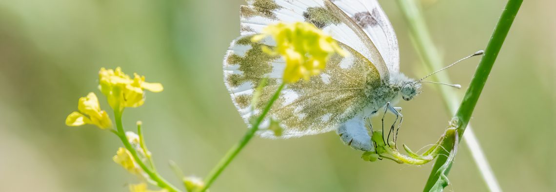 Eastern Bath White Butterfly - The Hall of Einar - photograph (c) David Bailey (not the)