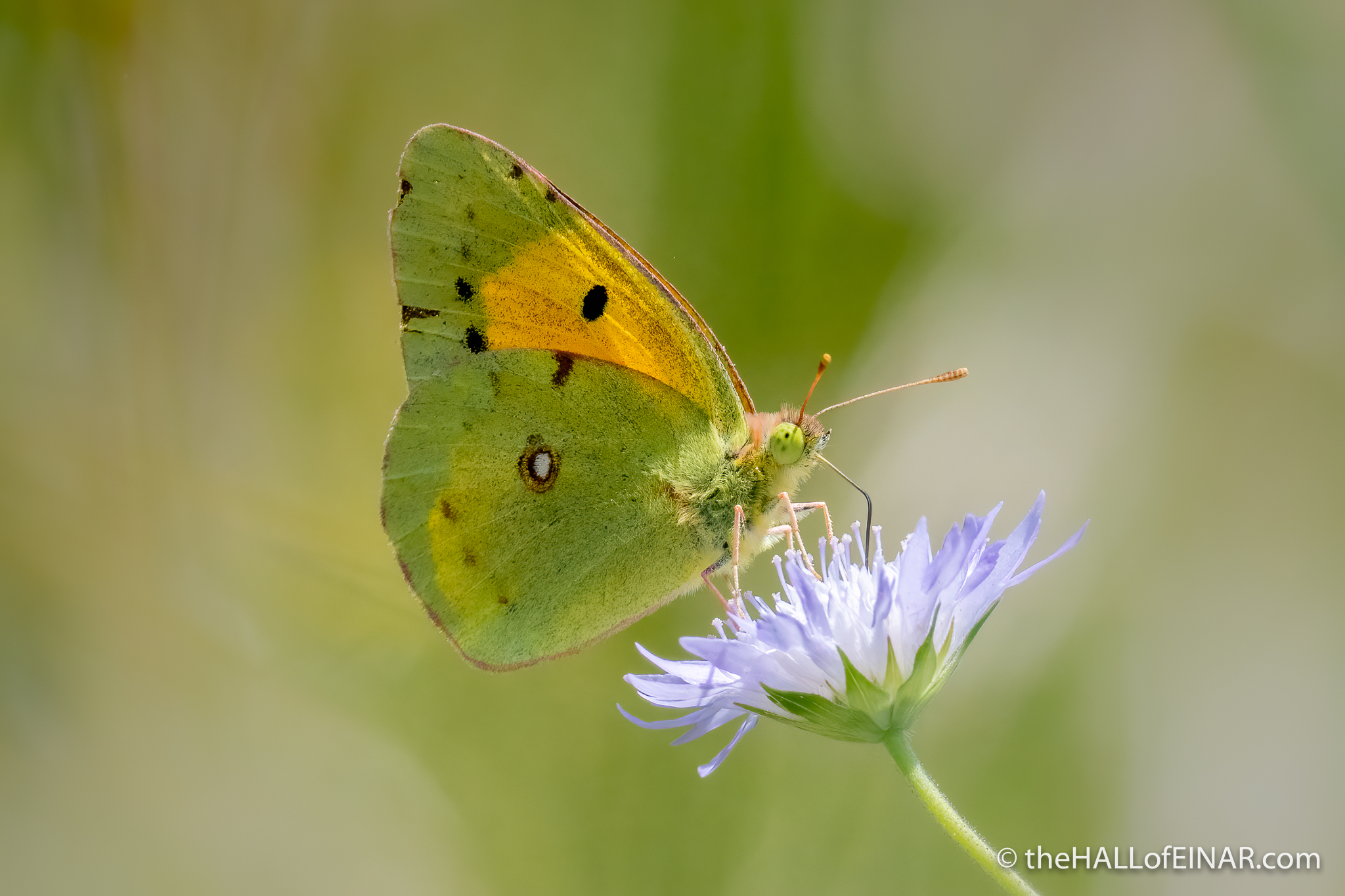 Clouded Yellow Butterfly - The Hall of Einar - photograph (c) David Bailey (not the)