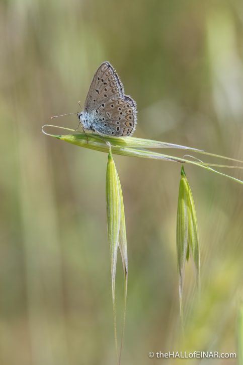 Common Blue Butterfly - The Hall of Einar - photograph (c) David Bailey (not the)
