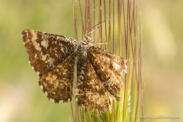 Common Heath Moth - The Hall of Einar - photograph (c) David Bailey (not the)