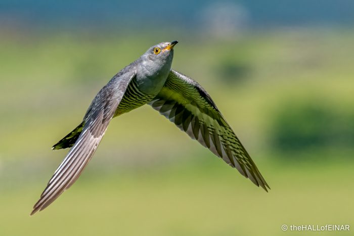 Cuckoo - The Hall of Einar - photograph (c) David Bailey (not the)
