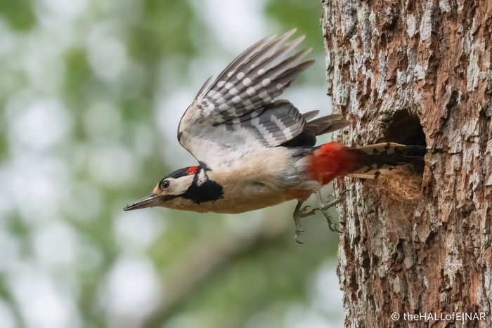 Great Spotted Woodpecker - The Hall of Einar - photograph (c) David Bailey (not the)