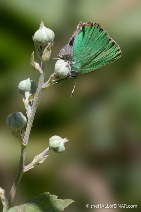 Green Hairstreak Butterfly - The Hall of Einar - photograph (c) David Bailey (not the)