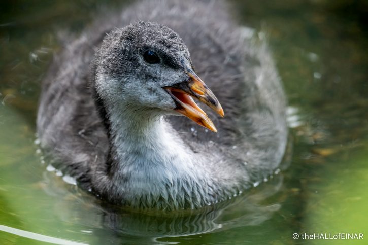 Juvenile Coot - The Hall of Einar - photograph (c) David Bailey (not the)