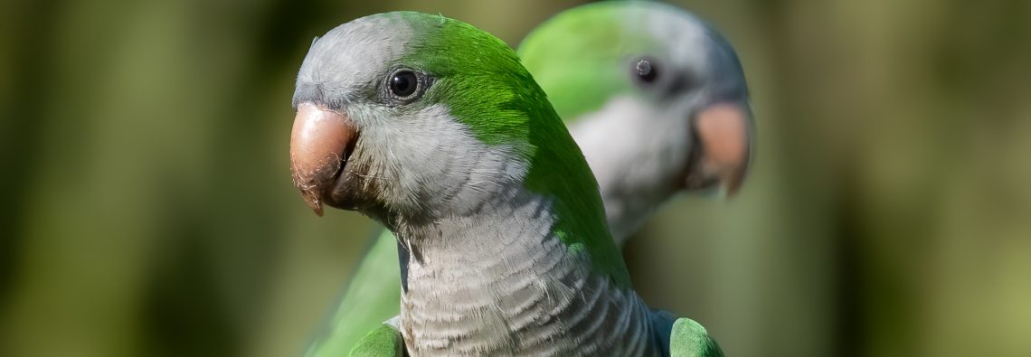 Monk Parakeet - The Hall of Einar - photograph (c) David Bailey (not the)