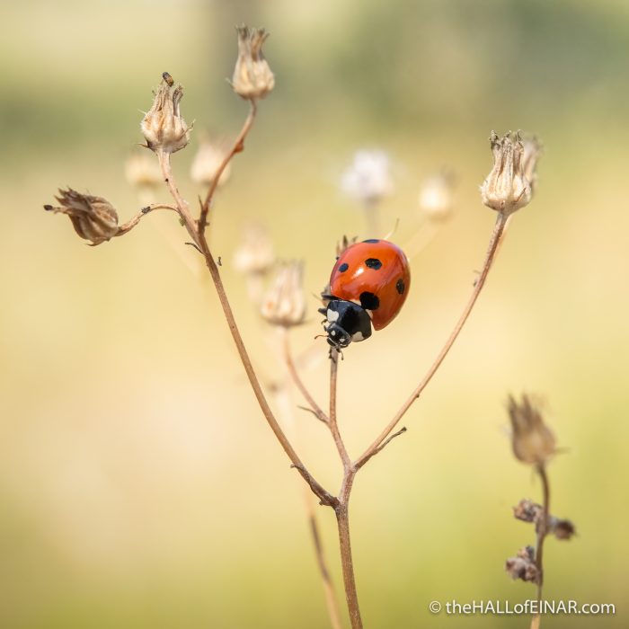Seven Spot Ladybird - The Hall of Einar - photograph (c) David Bailey (not the)