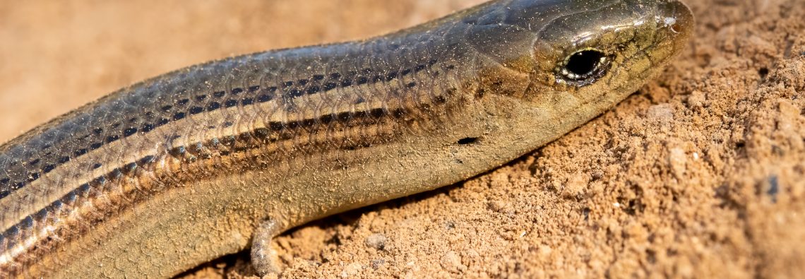 Three-Toed Skink - The Hall of Einar - photograph (c) David Bailey (not the)