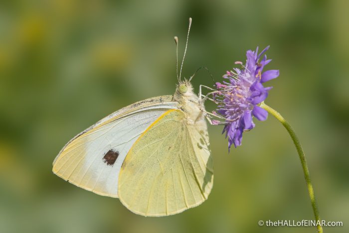 Large White Butterfly - The Hall of Einar - photograph (c) David Bailey (not the)